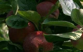 afbeelding uit crowdfunding video fruitteler